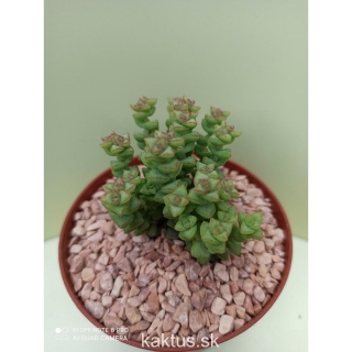 Crassula marnieriana