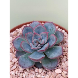 Echeveria cv. Mystery