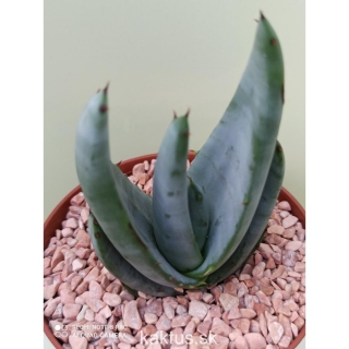 Aloe reitzii