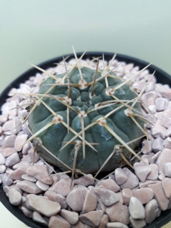 Gymnocalycium stellatum