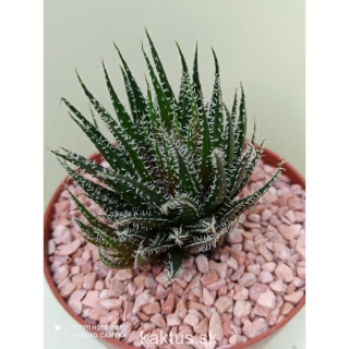 Aloe haworthioides