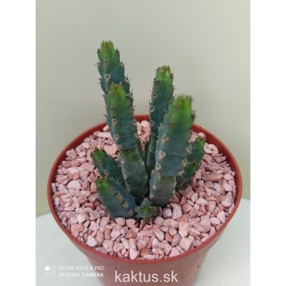 Euphorbia debilispina