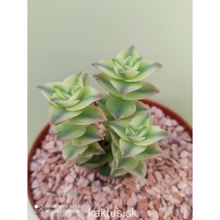 Crassula perforata variegata