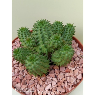 Euphorbia suzannae