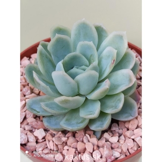 Echeveria elegans Mexican Snow Balls