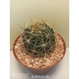 Hamatocactus setispinus