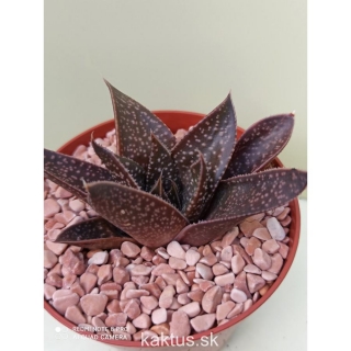 Haworthia Black Princess