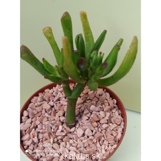 Crassula ovata monstrosa