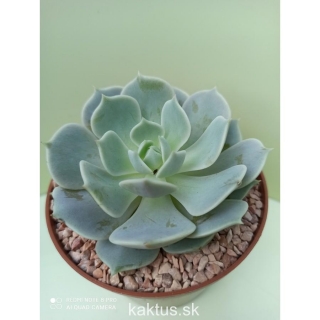 Echeveria Lola