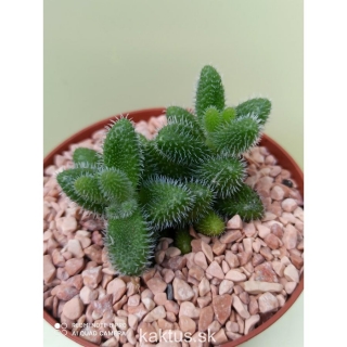 Delosperma echinatum