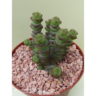 Crassula brevifolia