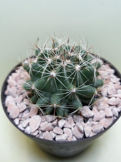 Hamatocactus setispinus