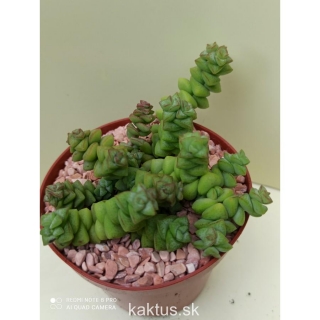 Crassula Tom Thumb