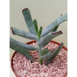 Cotyledon Red Nail