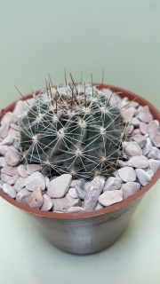 Hamatocactus hamatacanthus