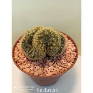 Mammillaria elongata cristata