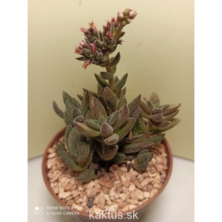 Crassula justus calderoy