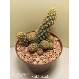 Mammillaria elongata