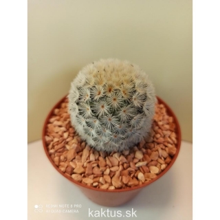 Mammillaria carmenae