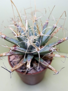 Leuchtenbergia principis