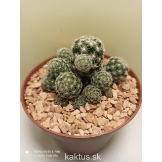 Mammillaria haudeana