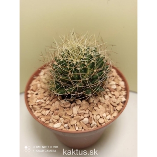 Mammillaria comptotricha