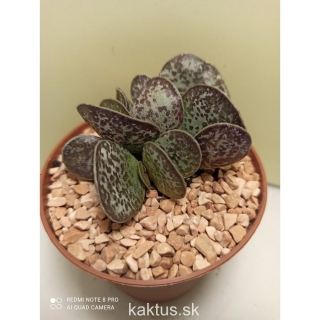 Adromischus maculatus