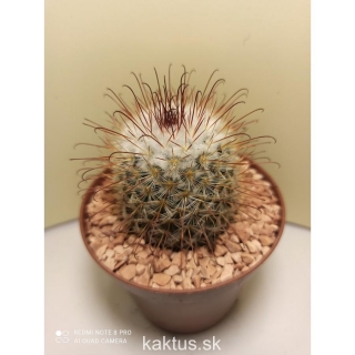 Mammillaria bombycina