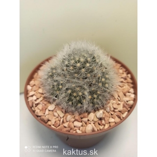 Mammillaria laui dasyacantha