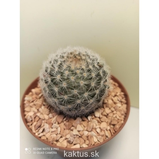 Mammillaria leei