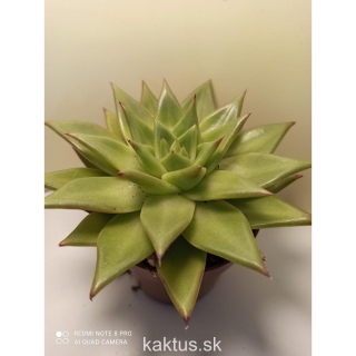 Echeveria agavoides