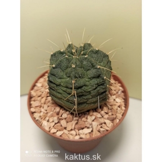 Echinocereus knippelianus