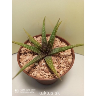 Aloe bakeri