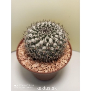 Mammillaria hahniana