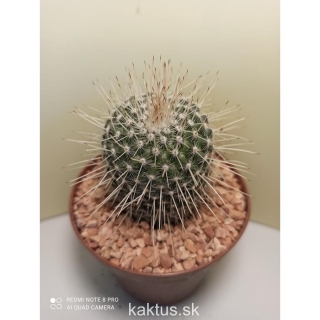 Mammillaria geminispina