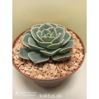 Echeveria Blue Glauca