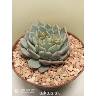 Echeveria globulosa