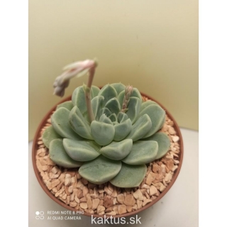 Echeveria albicans