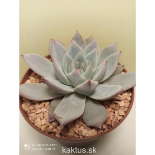 Echeveria Blue Bird