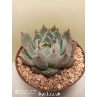 Echeveria parva