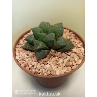 Haworthia retusa