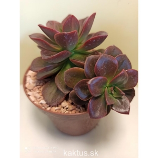 Echeveria melaco