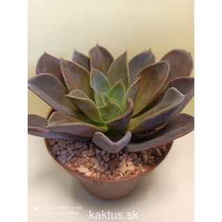 Echeveria Blue Prince