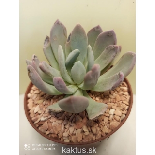 Echeveria ,Nova,