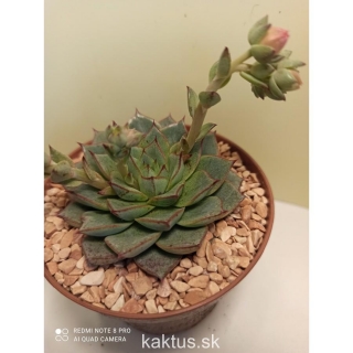 Echeveria Fabiola