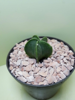 Astrophytum myriostigma v. nudum