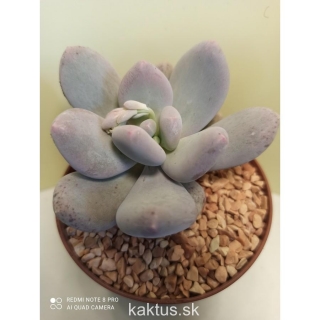 Pachyphytum bracteosum