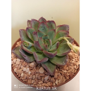 Echeveria deranosa