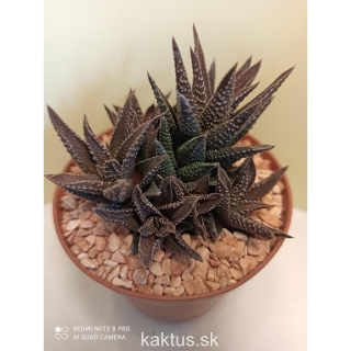 Haworthia jacobseniana