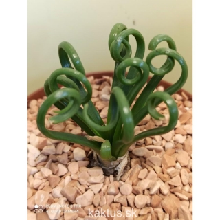 Albuca spiralis